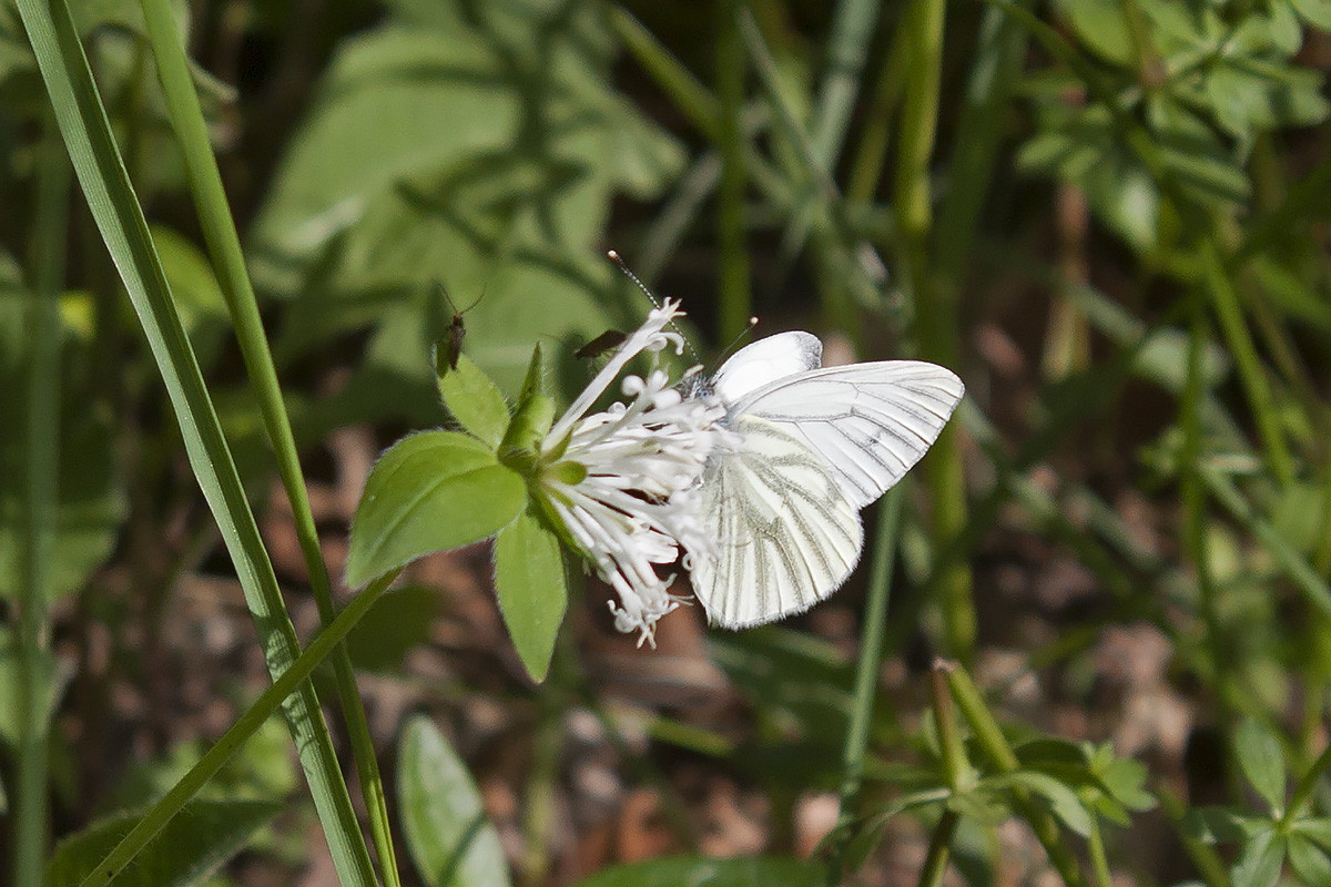 Farfalla da identificare, Belluno 3